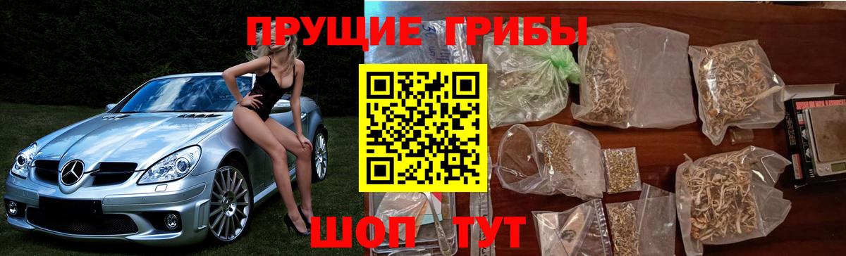 магазин продажи наркотиков  Вход с VPN  Людиново  Псилоцибиновые грибы GOLDEN TEACHER 